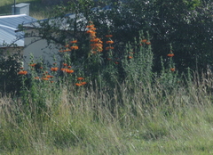 Leonotis leonurus