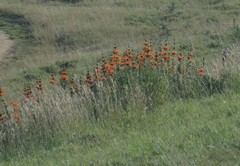Leonotis leonurus