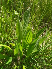 Plantago lanceolata