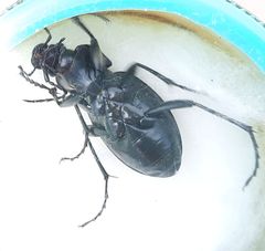 Carabus rothii