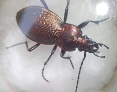 Carabus rothii