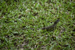 Leiolepis triploida