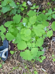 Chelidonium majus