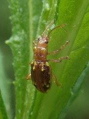 Chalcolampra pustulata