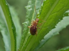 Chalcolampra pustulata