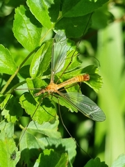 Tipula maxima