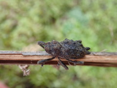 Poropterus conifer