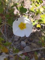 Cistus salviifolius