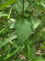 Urtica dioica
