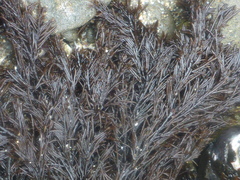 Cryptosiphonia woodii