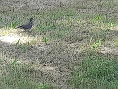 Columba palumbus