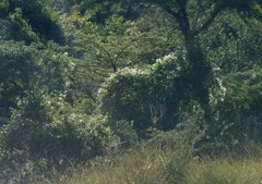 Clematis brachiata