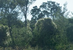 Clematis brachiata