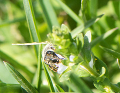 Andrena rufosignata