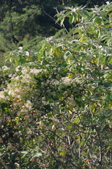 Solanum mauritianum