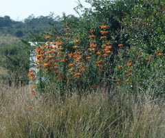 Leonotis leonurus