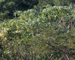 Clematis brachiata