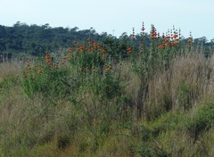 Leonotis leonurus