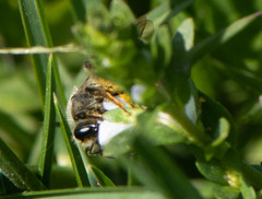 Andrena rufosignata
