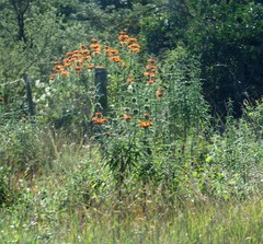 Leonotis leonurus