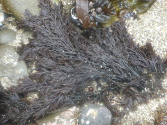 Cryptosiphonia woodii