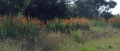 Leonotis leonurus