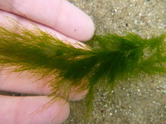 Cladophora microcladioides