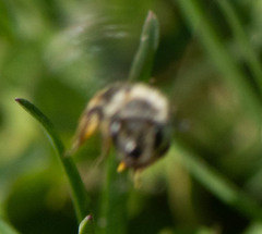 Andrena rufosignata