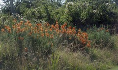 Leonotis leonurus