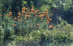 Leonotis leonurus