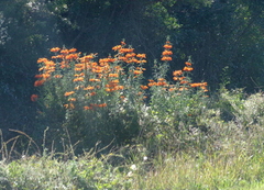Leonotis leonurus