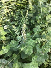 Mentha × rotundifolia