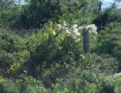 Clematis brachiata