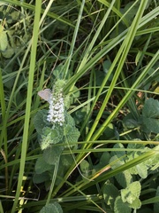 Mentha × rotundifolia