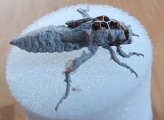 Gomphus vulgatissimus