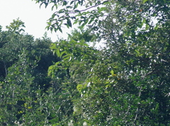 Searsia chirindensis