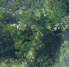 Clematis brachiata