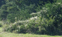 Clematis brachiata