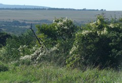 Clematis brachiata