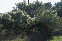 Clematis brachiata