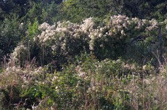 Clematis brachiata