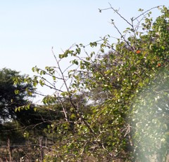 Ziziphus mucronata