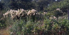 Clematis brachiata