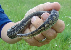 Thamnophis sirtalis semifasciatus