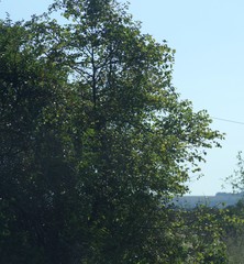 Ziziphus mucronata