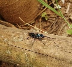 Trirogma caerulea