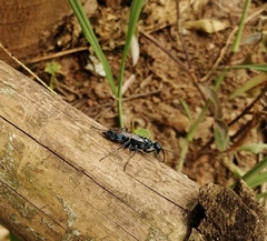 Trirogma caerulea