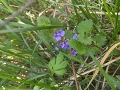 Glechoma hederacea