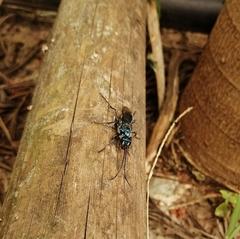 Trirogma caerulea