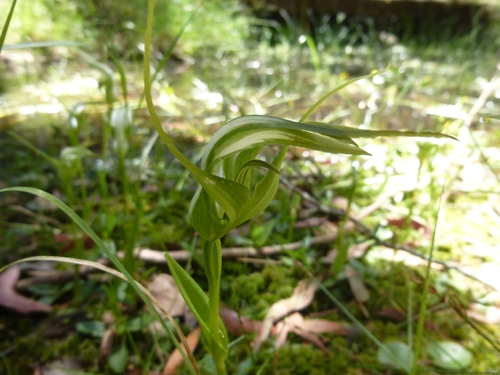 Image of Pterostylis falcata by (c) Kiri Bee, some rights reserved (CC BY)
